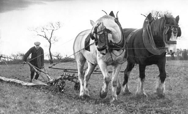 Horse and plough