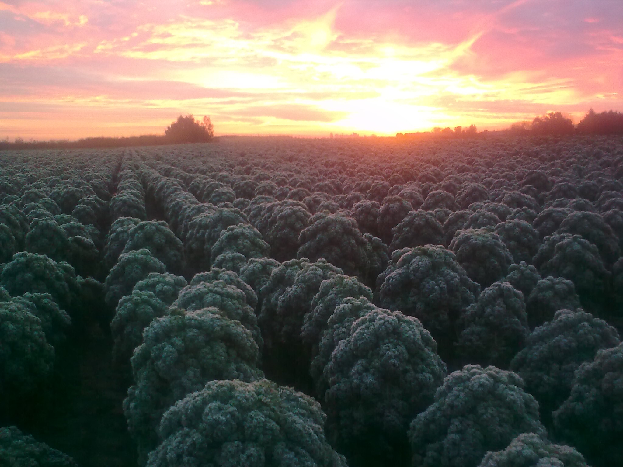 Winter sunrise over kale