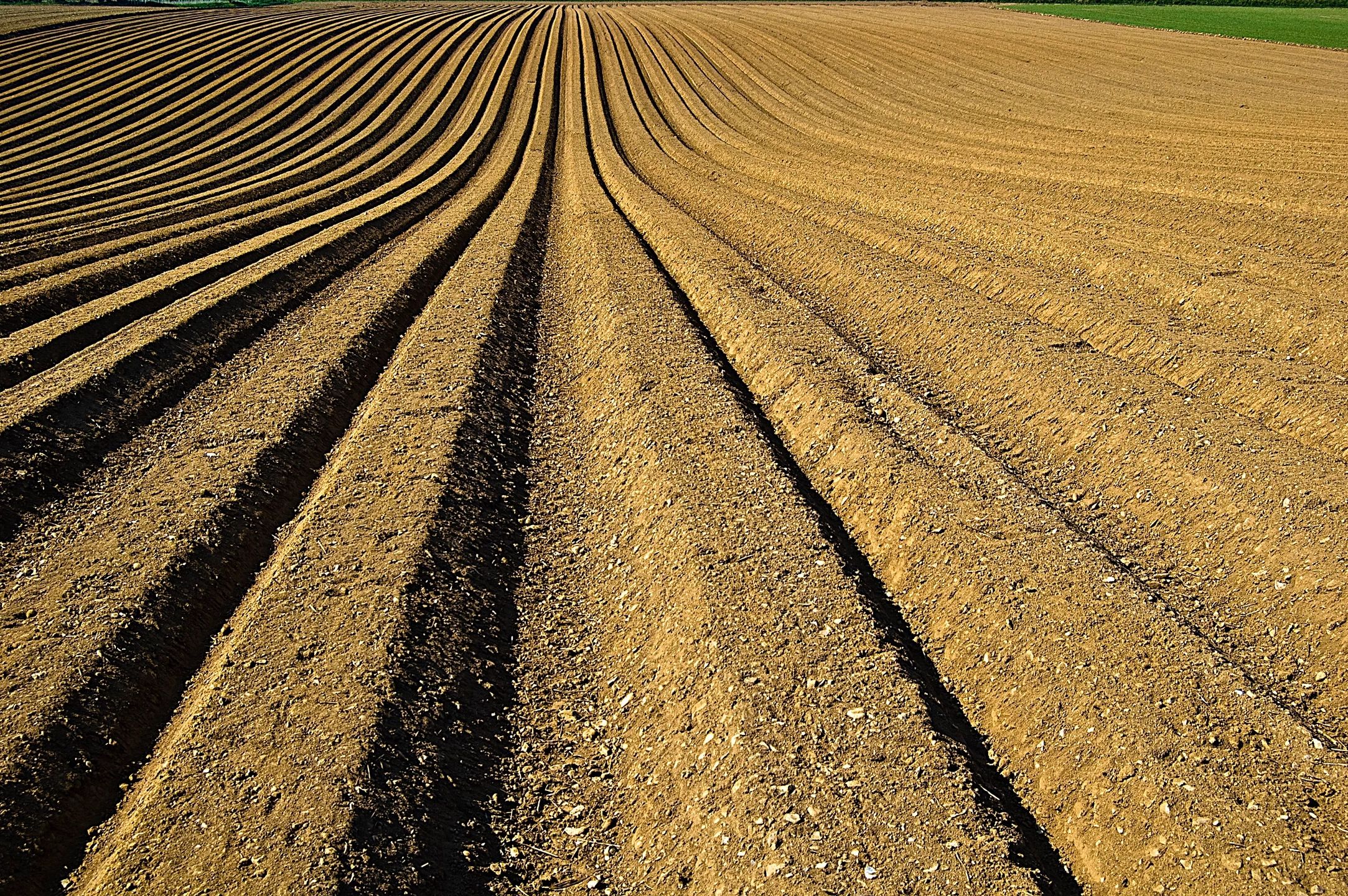 Potato ridges