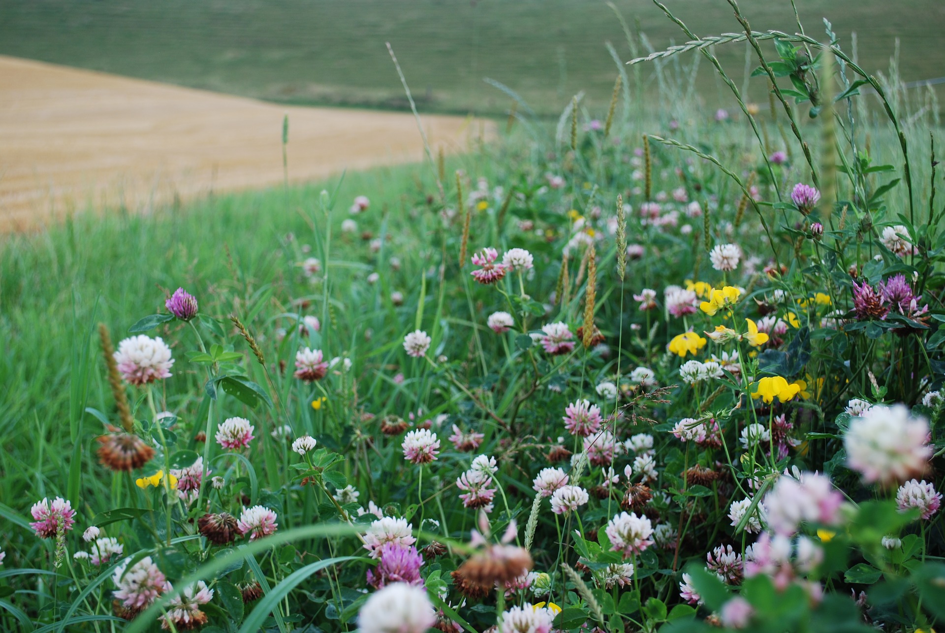 wildflower headland