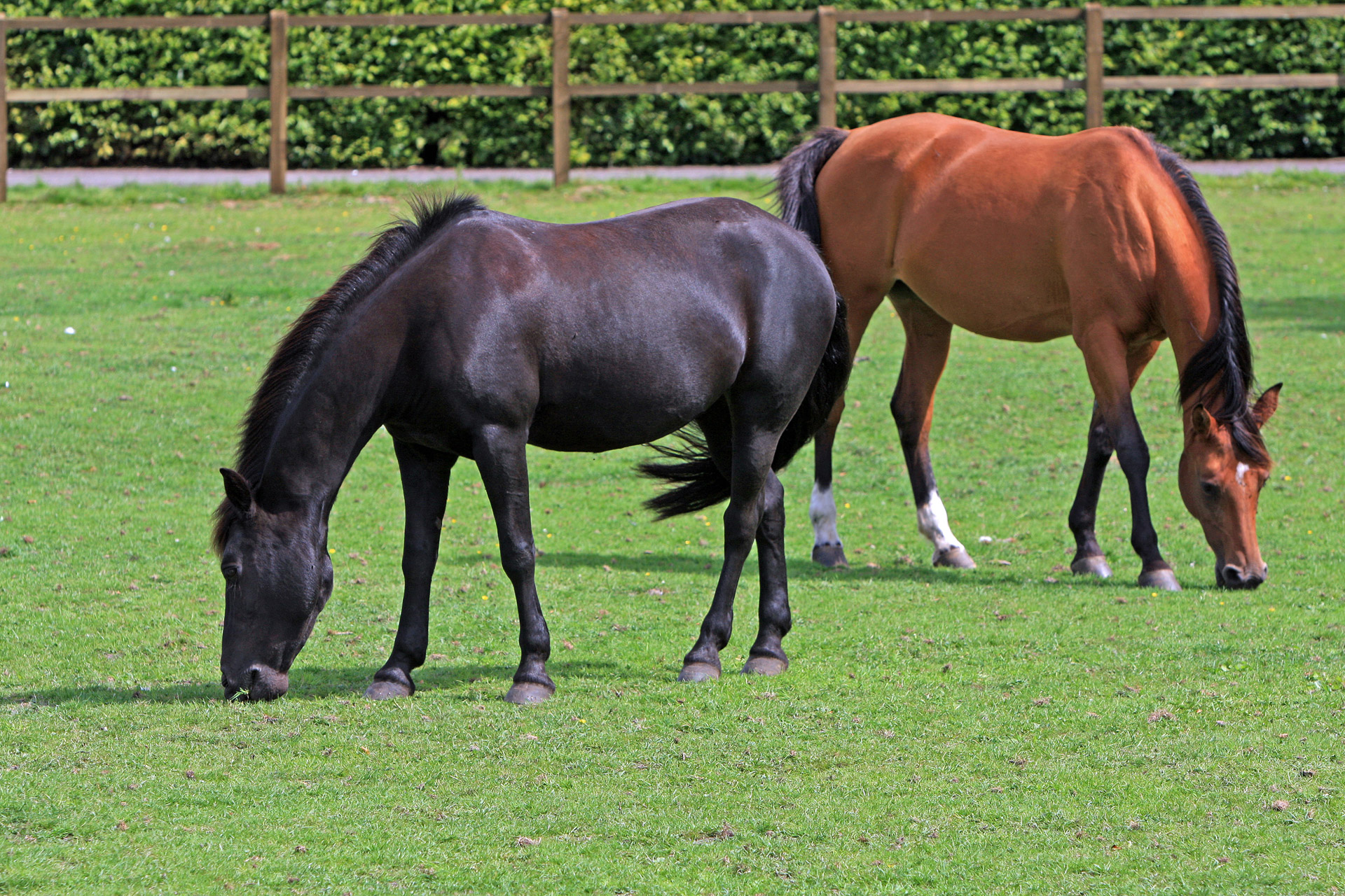 horses-grazing